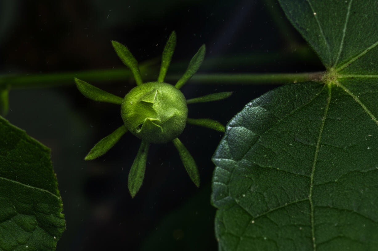 The Shape of Becoming The Shape of Becoming